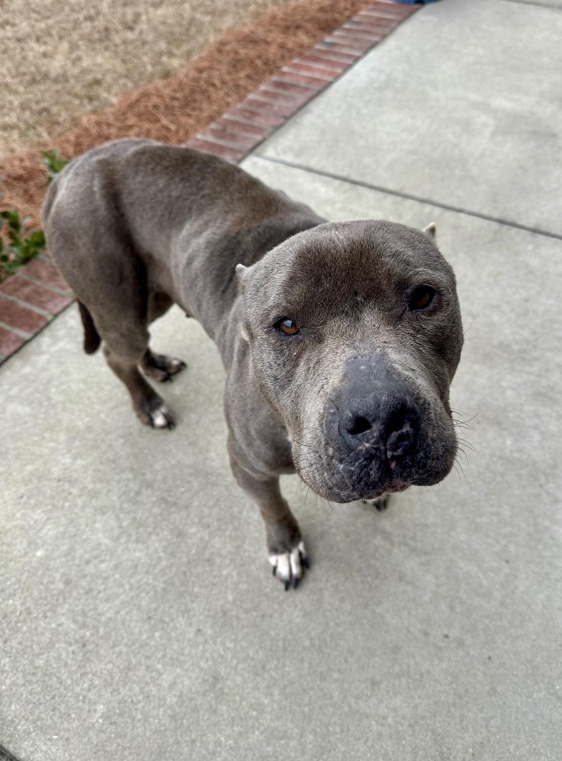 Stormy, ADOPTABLE, Adult Female Pit Bull Terrier.