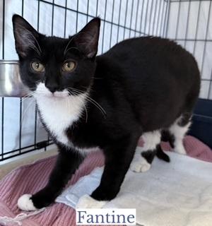 Enlarge Fantine, an adopted Domestic Short Hair in Berkeley Springs, WV image 1/3