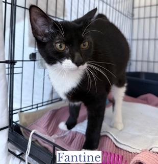 Enlarge Fantine, an adopted Domestic Short Hair in Berkeley Springs, WV image 2/3