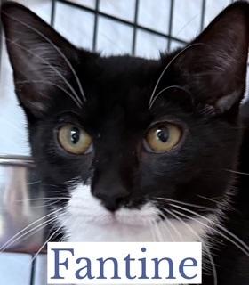 Enlarge Fantine, an adopted Domestic Short Hair in Berkeley Springs, WV image 3/3