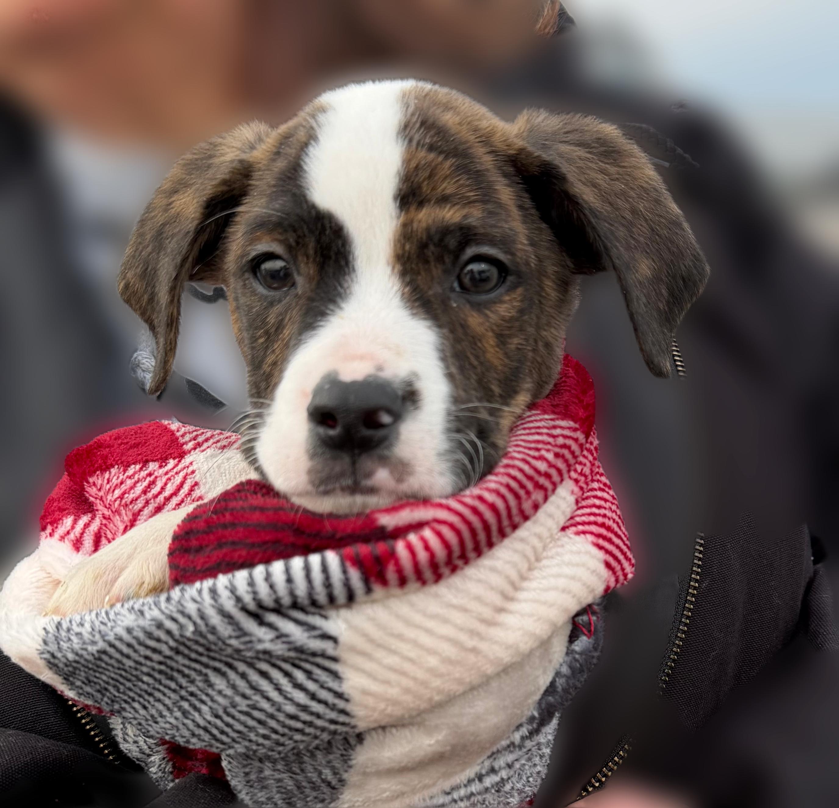 Rocky, ADOPTABLE, Puppy Male Mixed Breed.