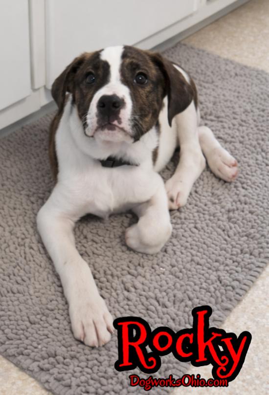 Enlarge Rocky, a ADOPTABLE mixed breed in Toledo, OH image 2/3