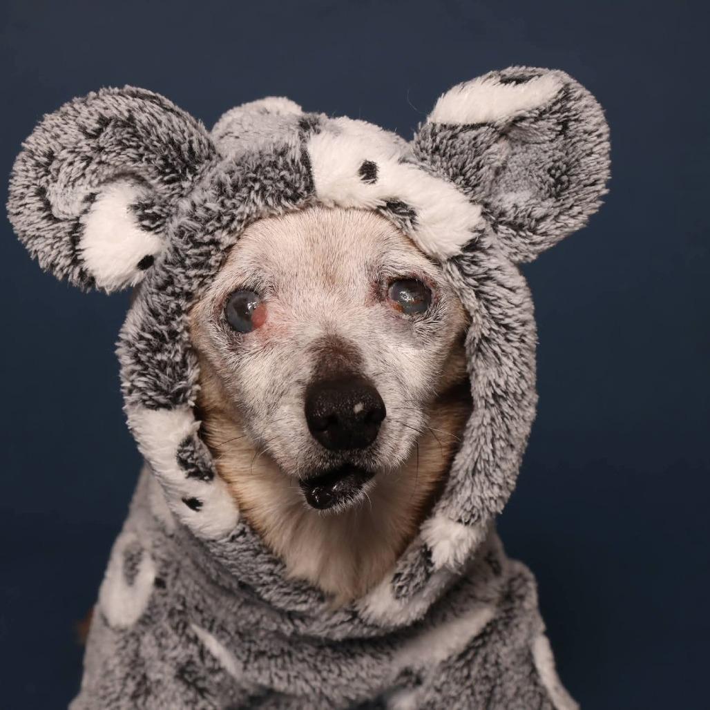 Enlarge Gristle, a Adoptable Chihuahua in Jackson, MO image 1/6