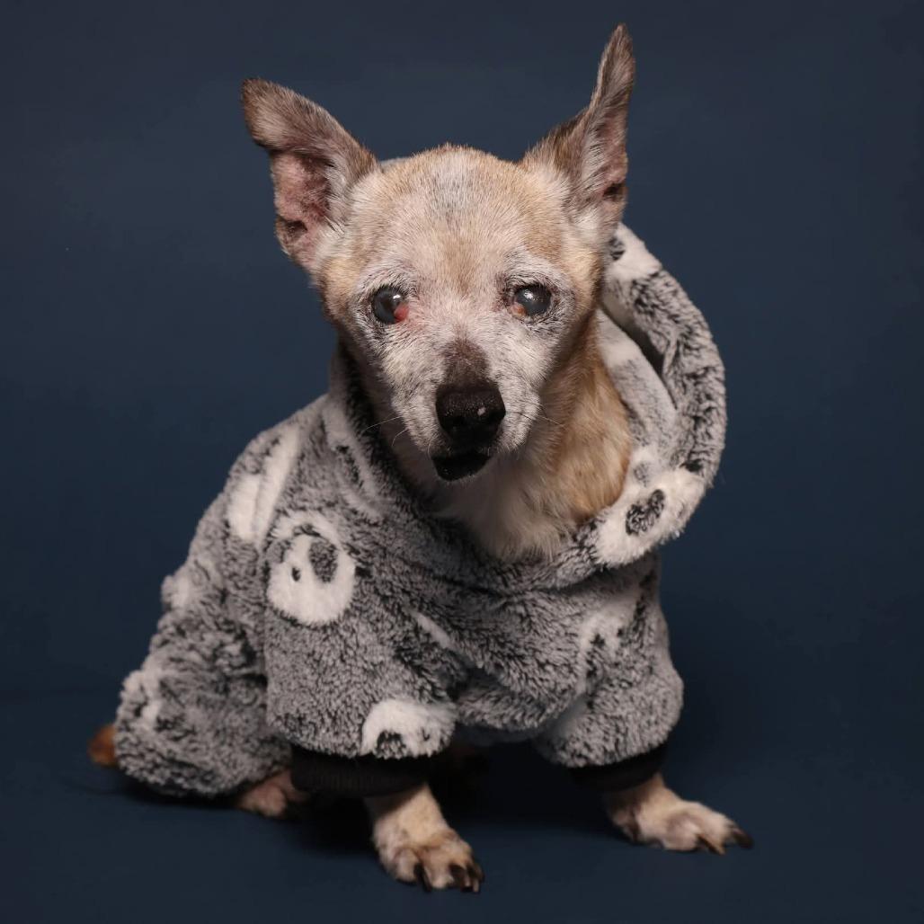 Enlarge Gristle, a Adoptable Chihuahua in Jackson, MO image 2/6
