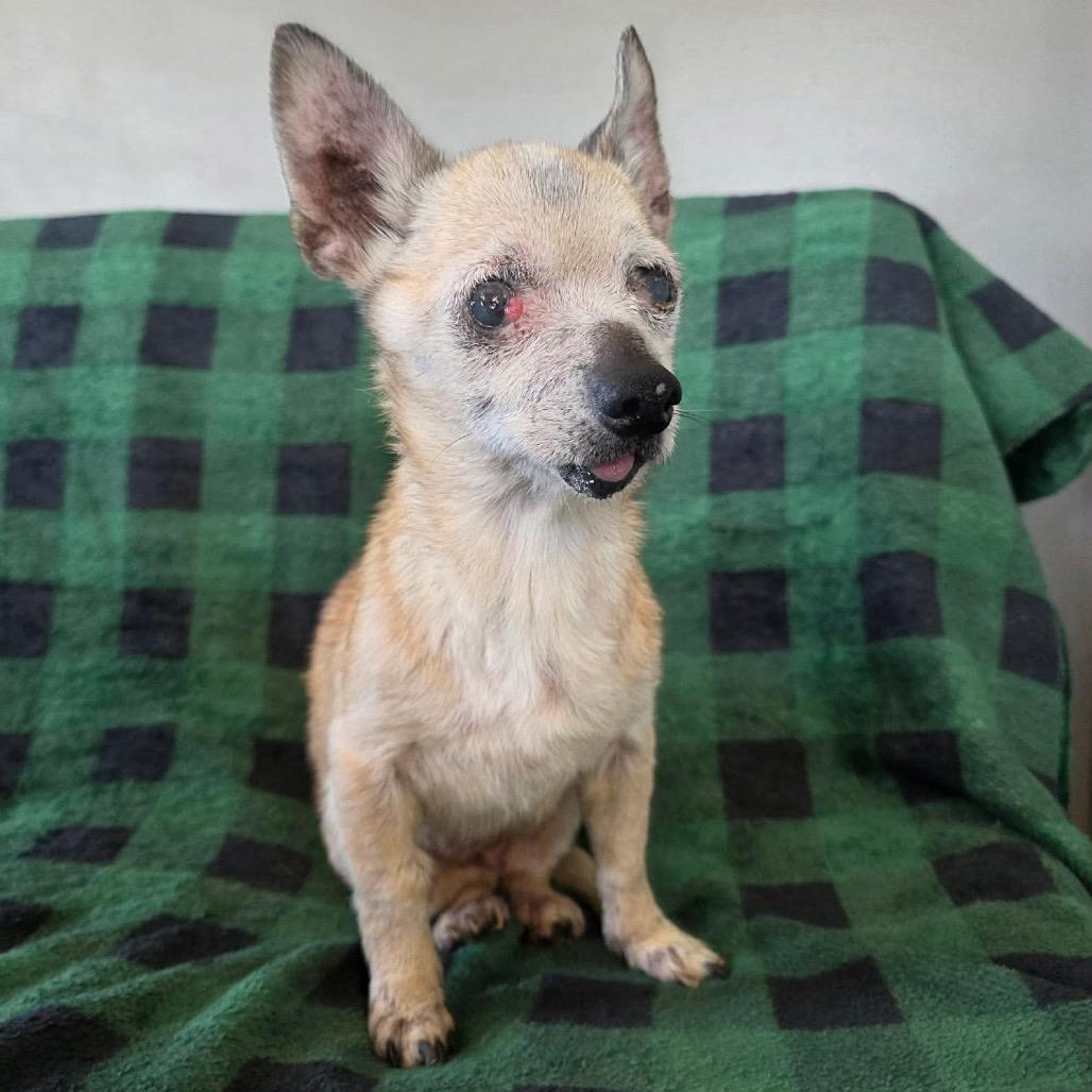 Enlarge Gristle, a Adoptable Chihuahua in Jackson, MO image 3/6