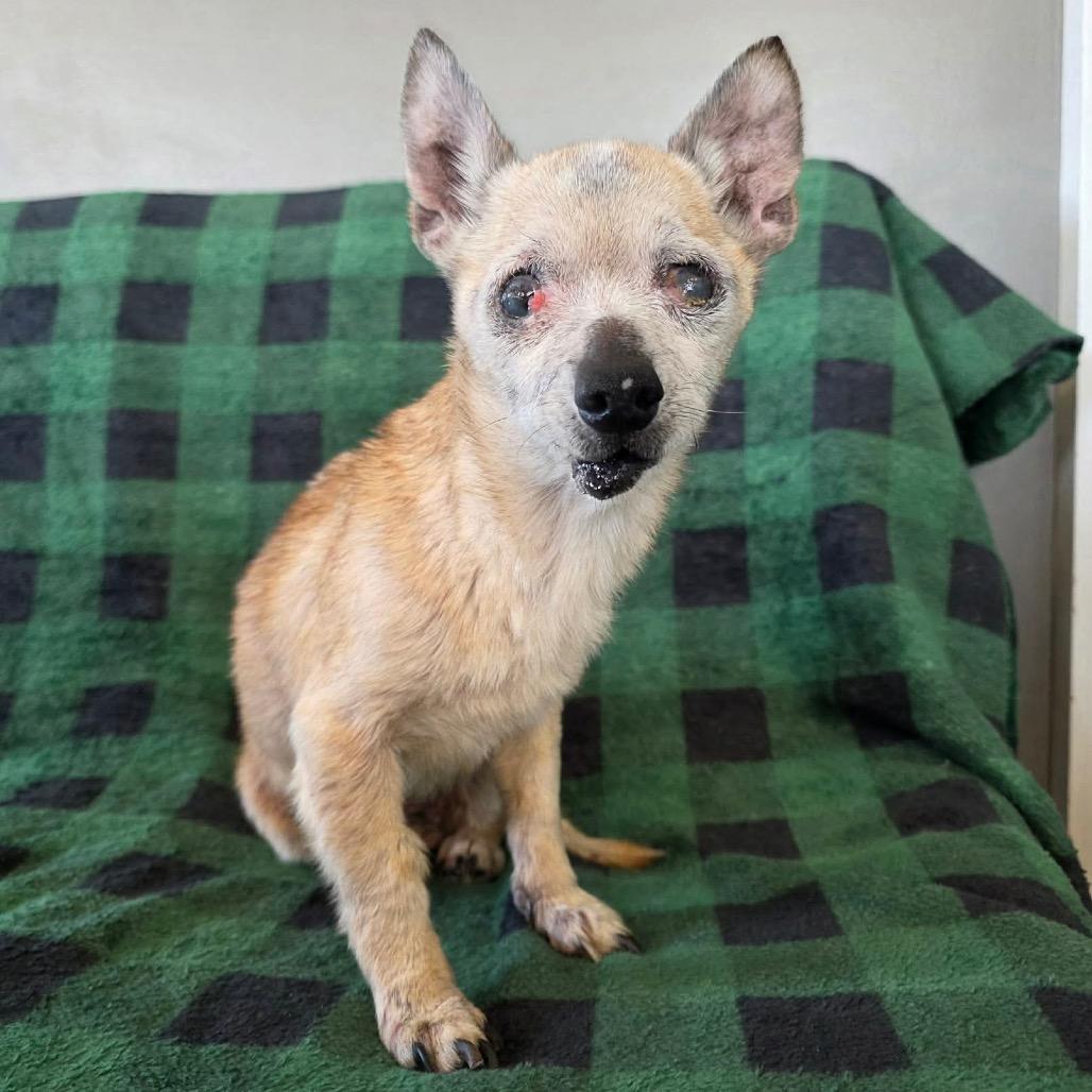 Enlarge Gristle, a Adoptable Chihuahua in Jackson, MO image 4/6