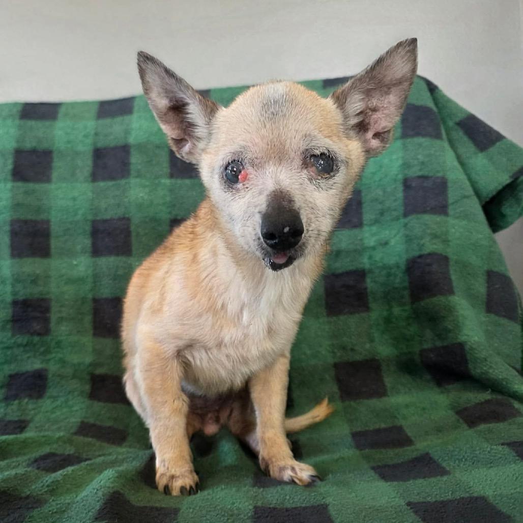 Enlarge Gristle, a Adoptable Chihuahua in Jackson, MO image 5/6