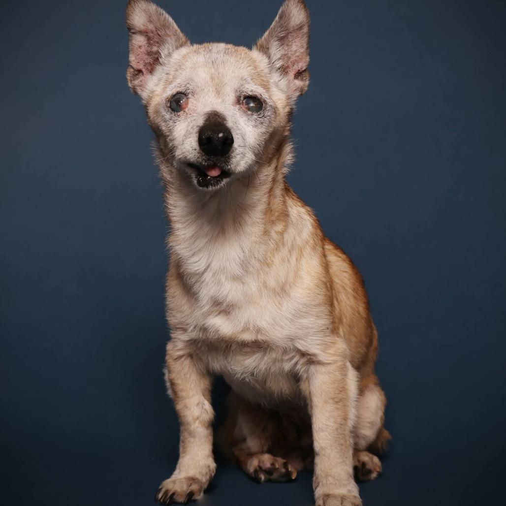 Enlarge Gristle, a Adoptable Chihuahua in Jackson, MO image 6/6