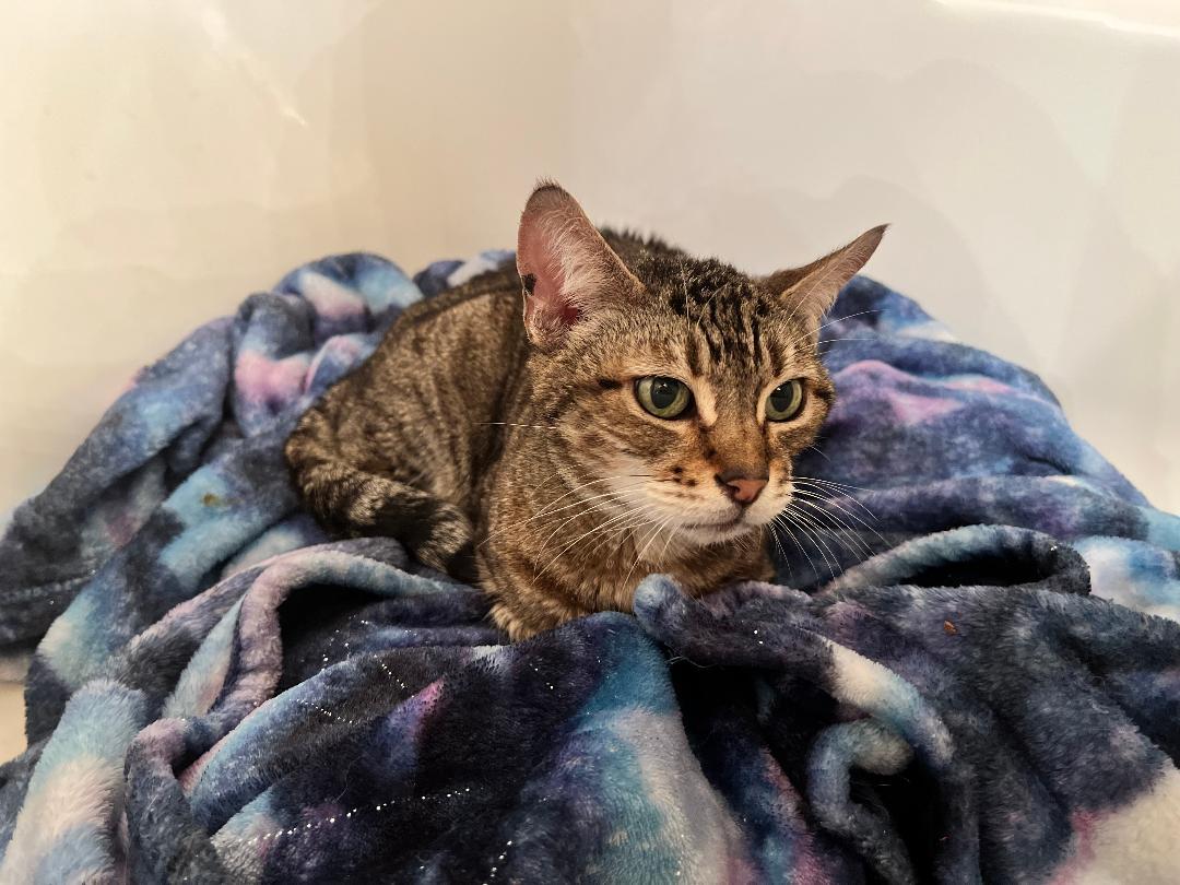 Princess, a Adoptable mixed breed in Oceanside, CA image 1/5