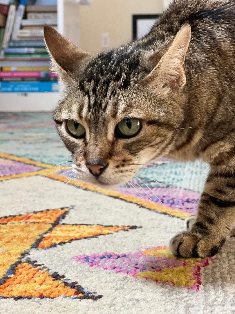 Princess, a Adoptable mixed breed in Oceanside, CA image 2/5