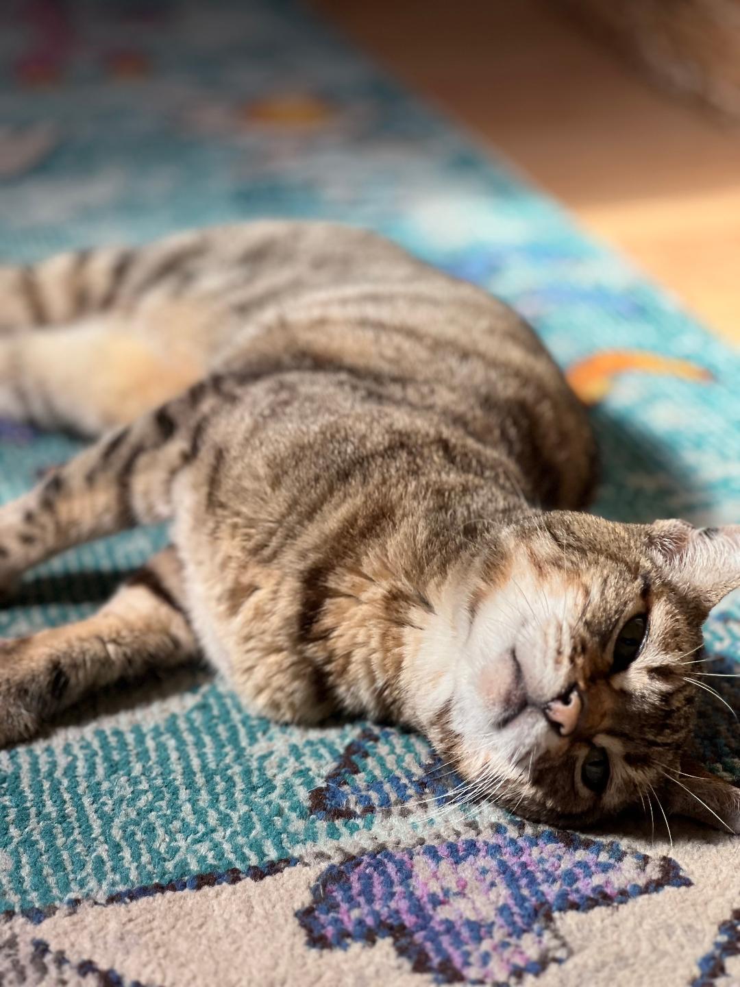 Princess, Adoptable, Adult Female Bengal & Domestic Short Hair.