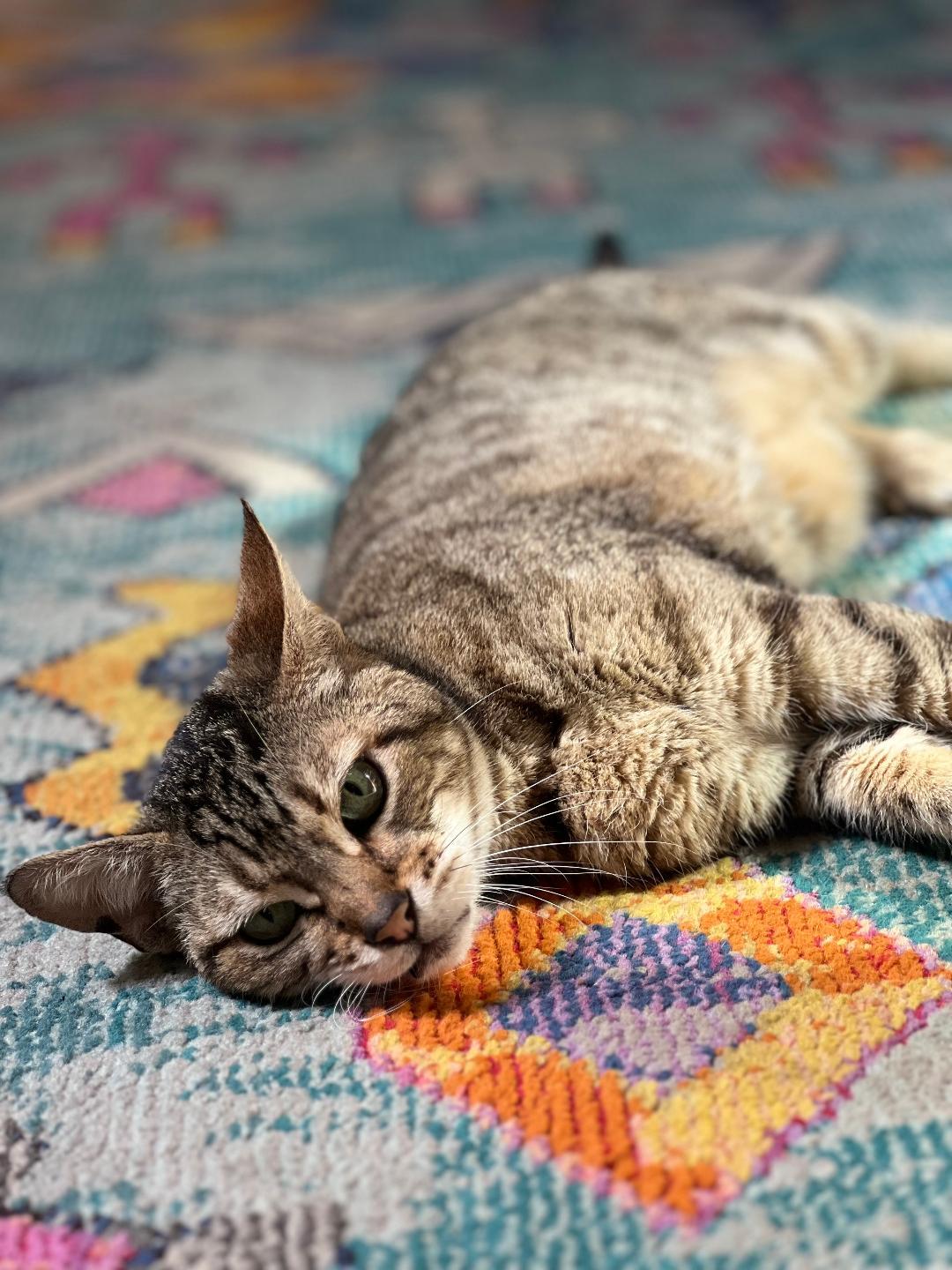 Princess, a Adoptable mixed breed in Oceanside, CA image 5/5