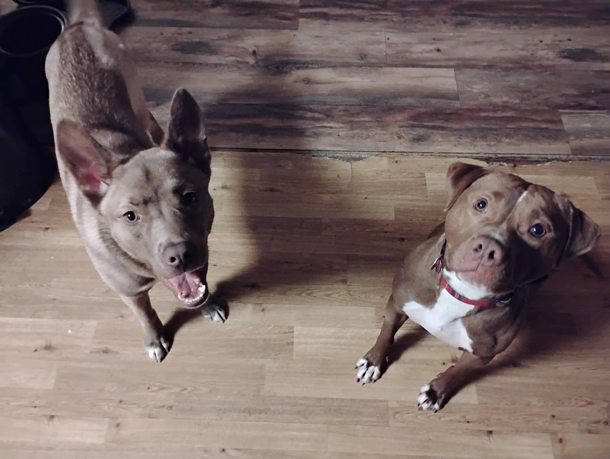 Franny, an adoptable mixed breed in Mount Morris, MI image 3/5