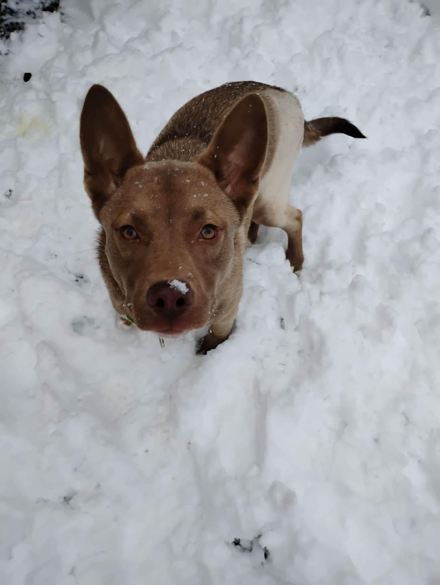 Franny, an adoptable mixed breed in Mount Morris, MI image 1/5