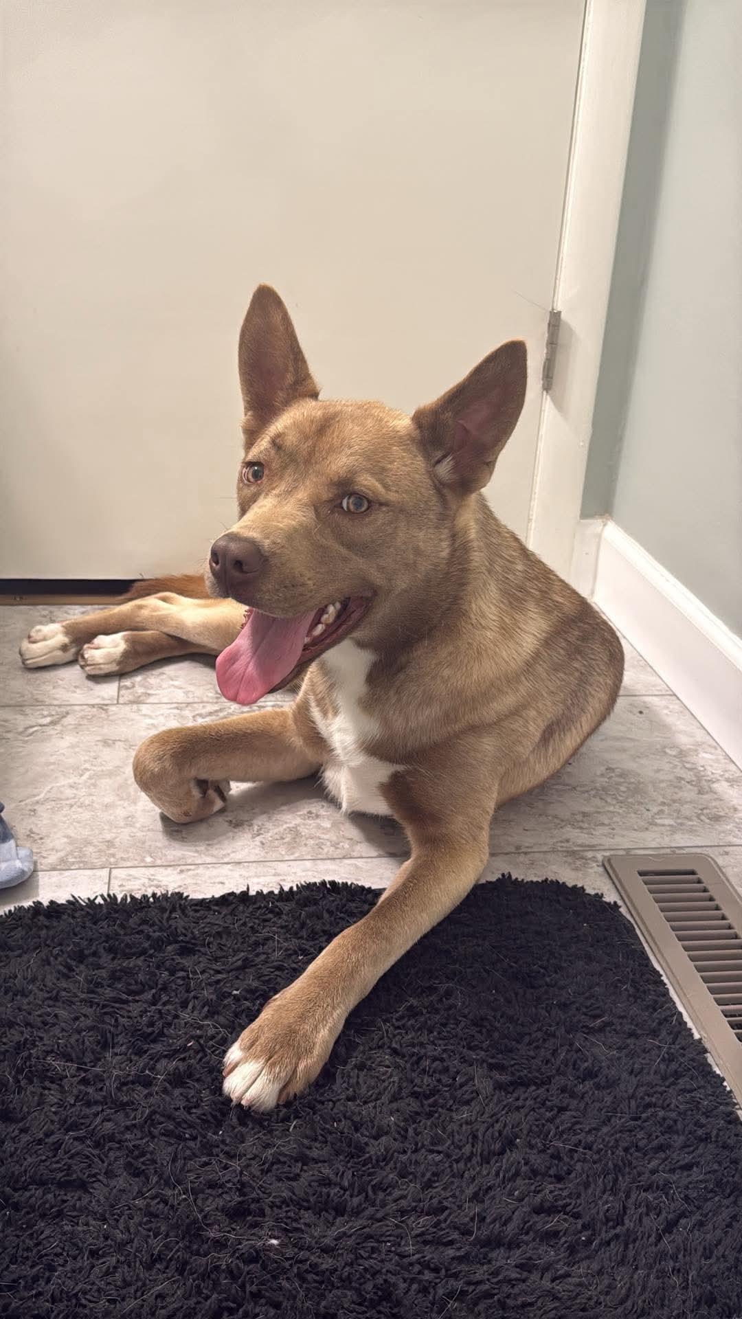 Franny, an adoptable mixed breed in Mount Morris, MI image 2/7