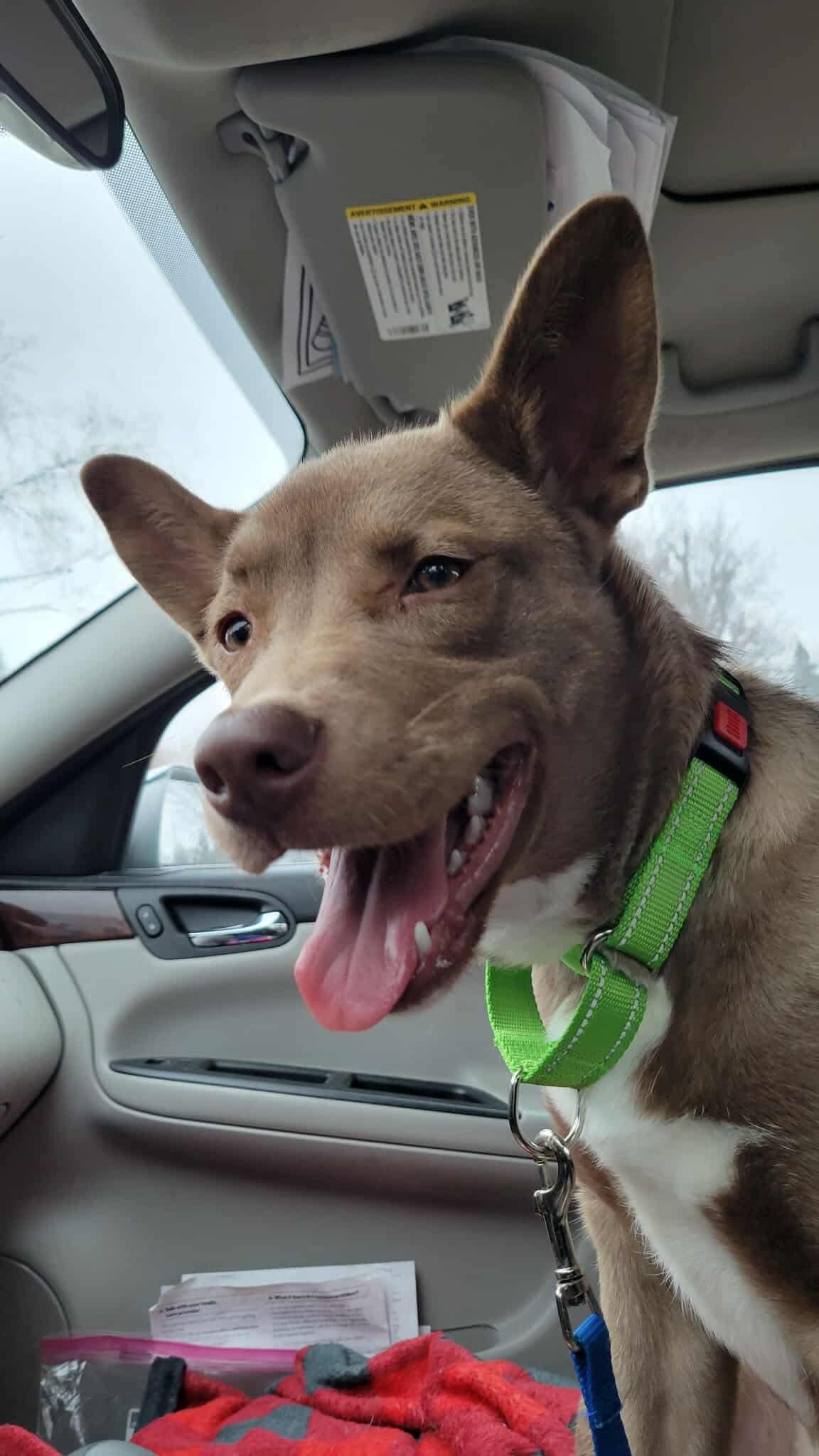 Franny, an adoptable mixed breed in Mount Morris, MI image 2/5