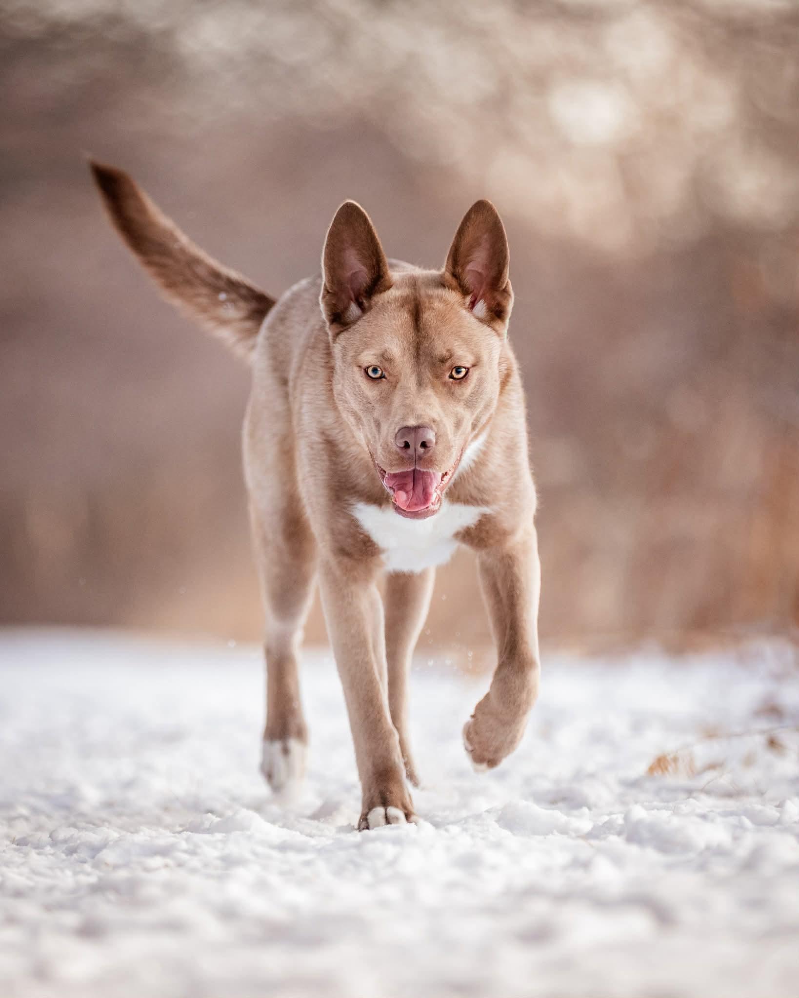 Franny, an adoptable mixed breed in Mount Morris, MI image 4/7