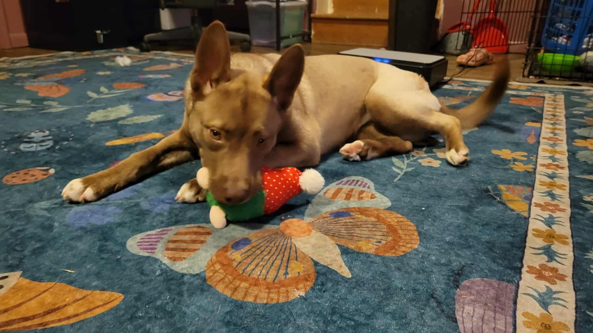 Franny, an adoptable mixed breed in Mount Morris, MI image 4/5