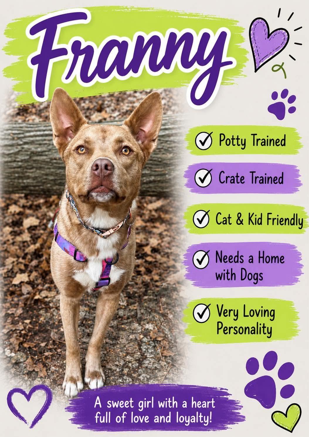 Franny, an adoptable mixed breed in Mount Morris, MI image 6/7