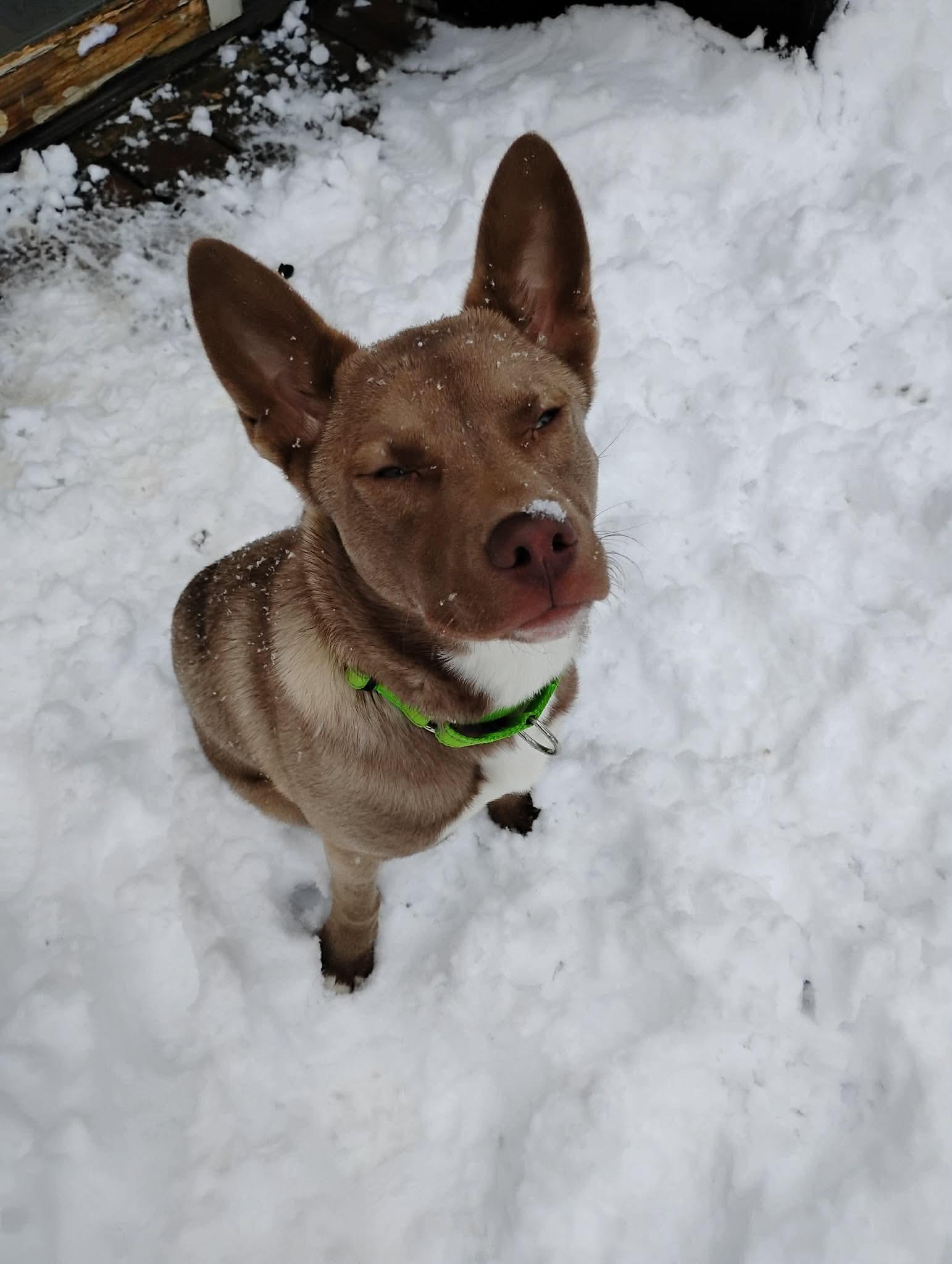 Franny, an adoptable mixed breed in Mount Morris, MI image 5/5