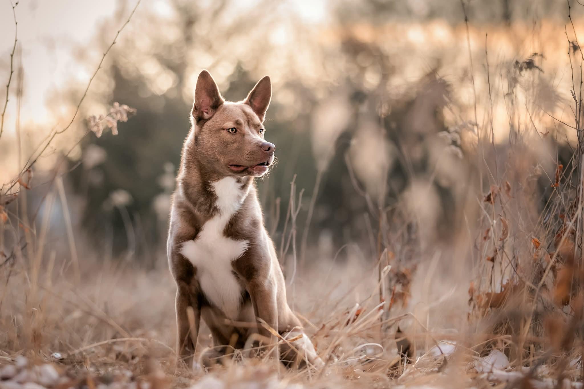 Franny, adoptable, Puppy Female Husky & Pit Bull Terrier.