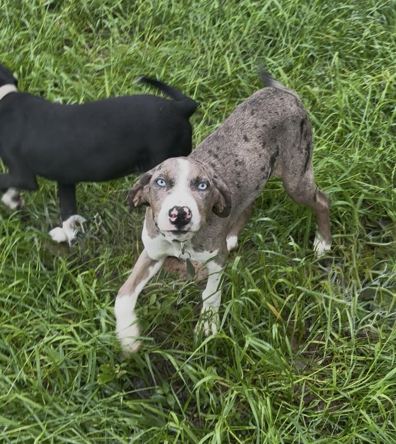 Rufus, a Adoptable mixed breed in Alexandria, VA image 2/3