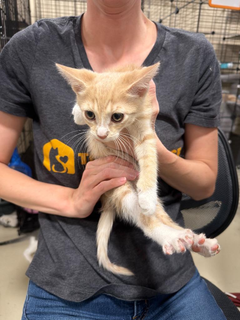 Enlarge Ruby Roundhouse, a Adoptable mixed breed in La Verkin, UT image 1/1