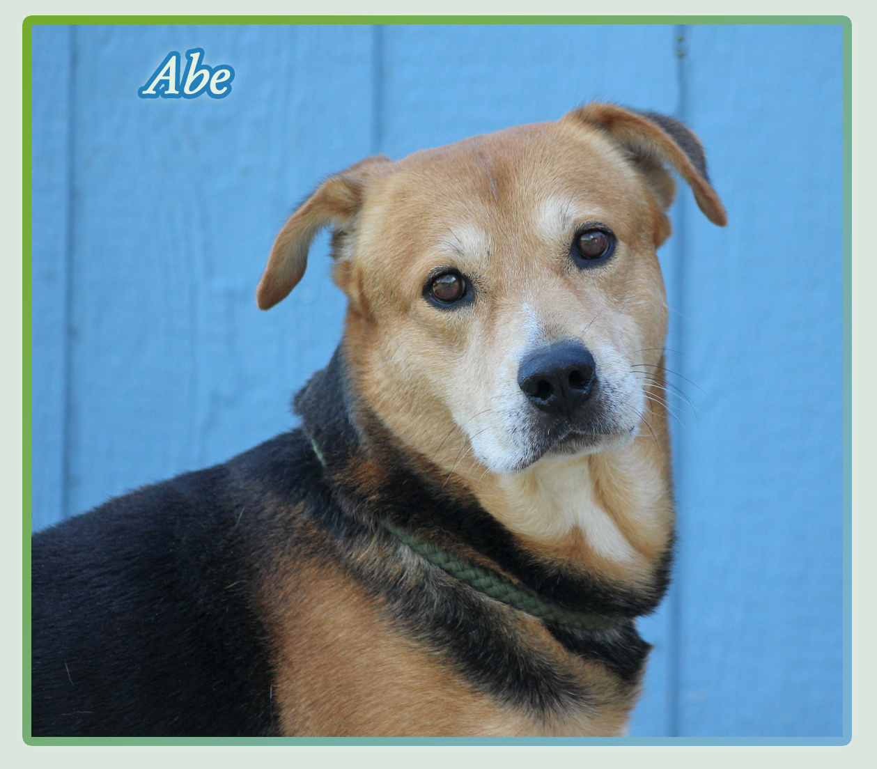 Abraham, Adoptable, Adult Male Labrador Retriever & Shepherd.