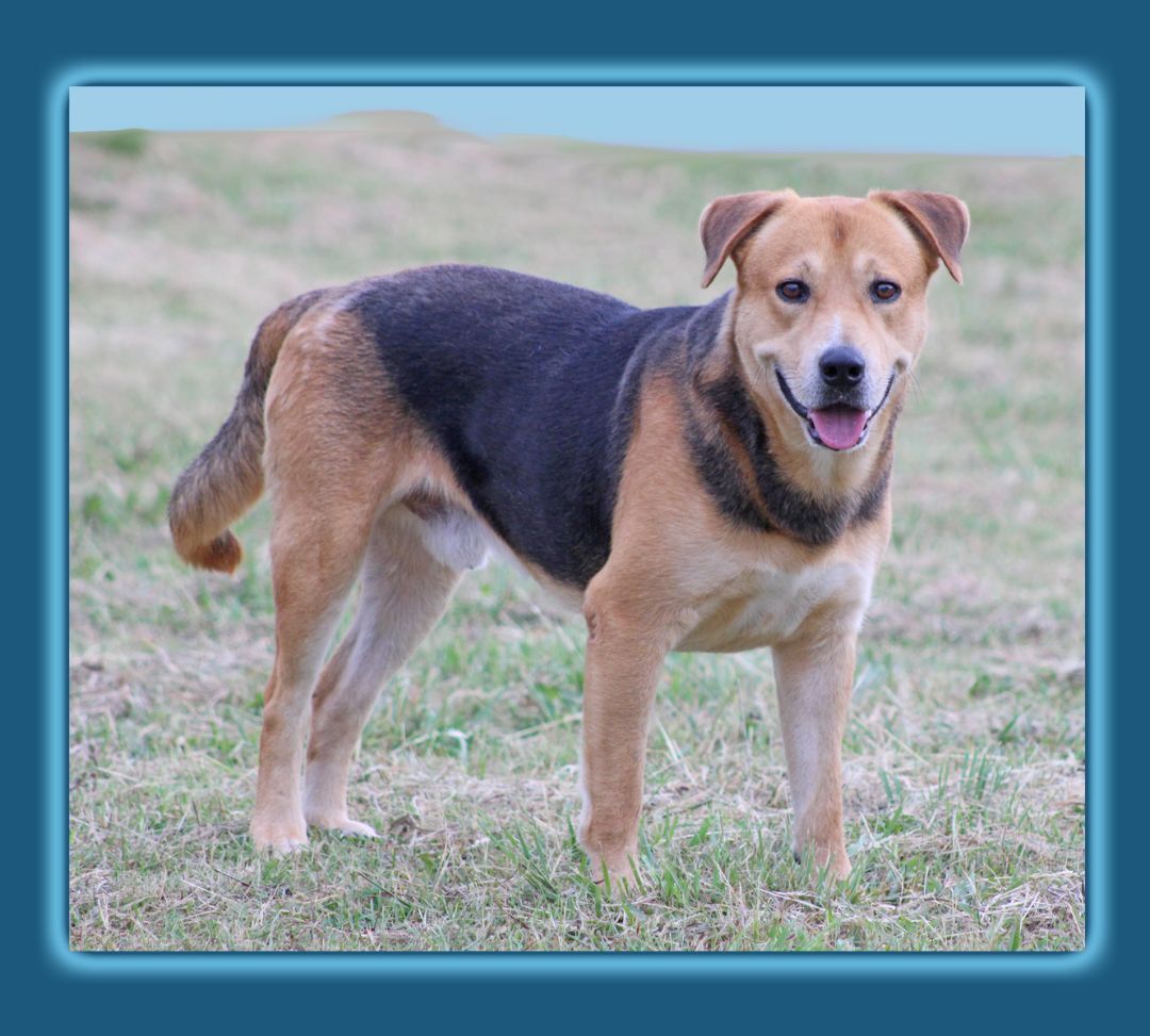 Abraham, a Adoptable mixed breed in Hillsboro, TX image 3/3