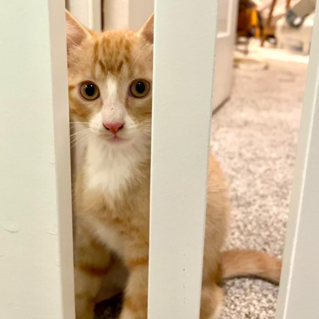 Enlarge Frodo Spencer, a Adoptable Domestic Short Hair in Eagle Mountain, UT image 1/1