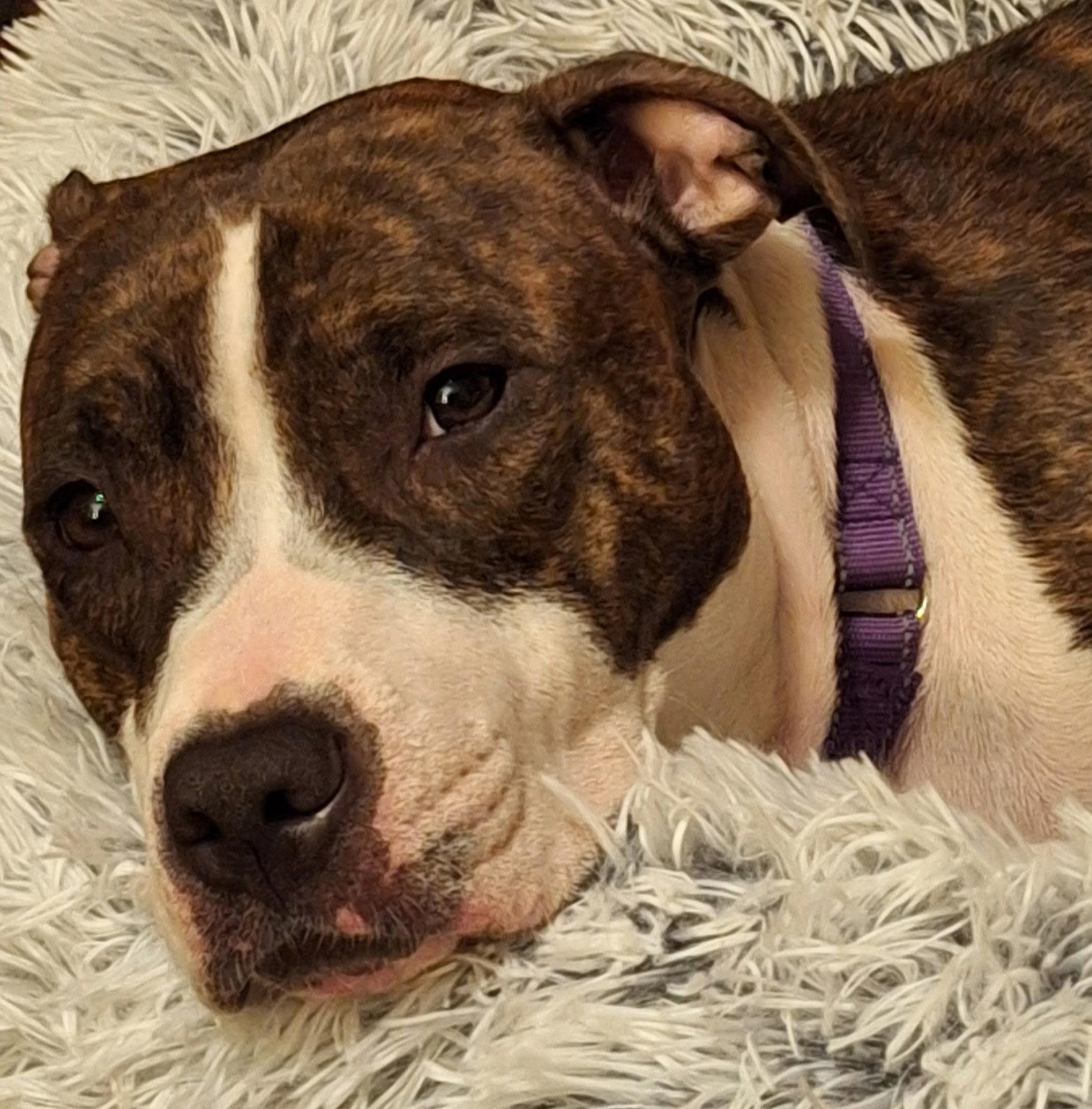 Rosie, Young Female American Bully