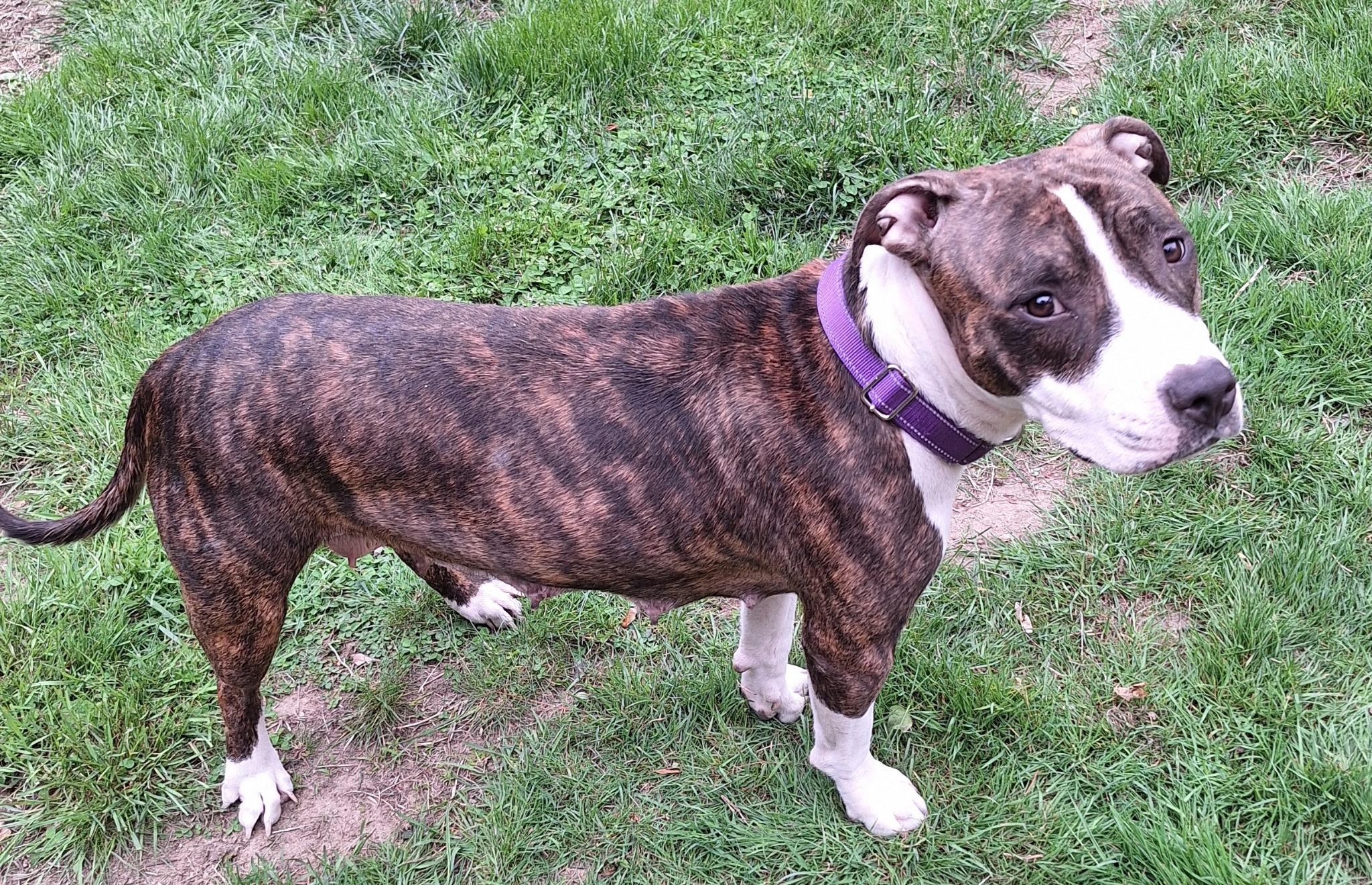 Rosie photo 3