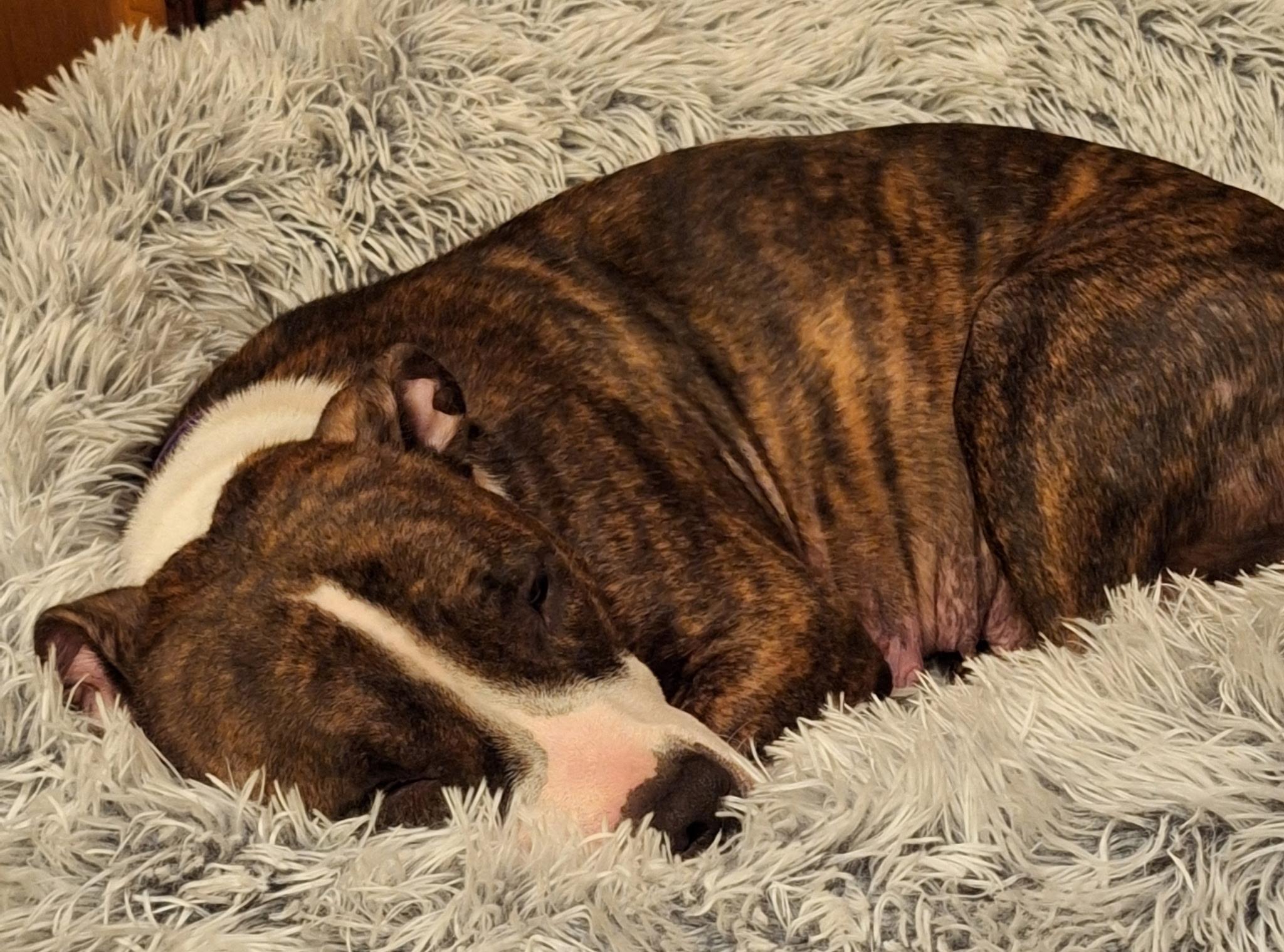 Rosie photo 2