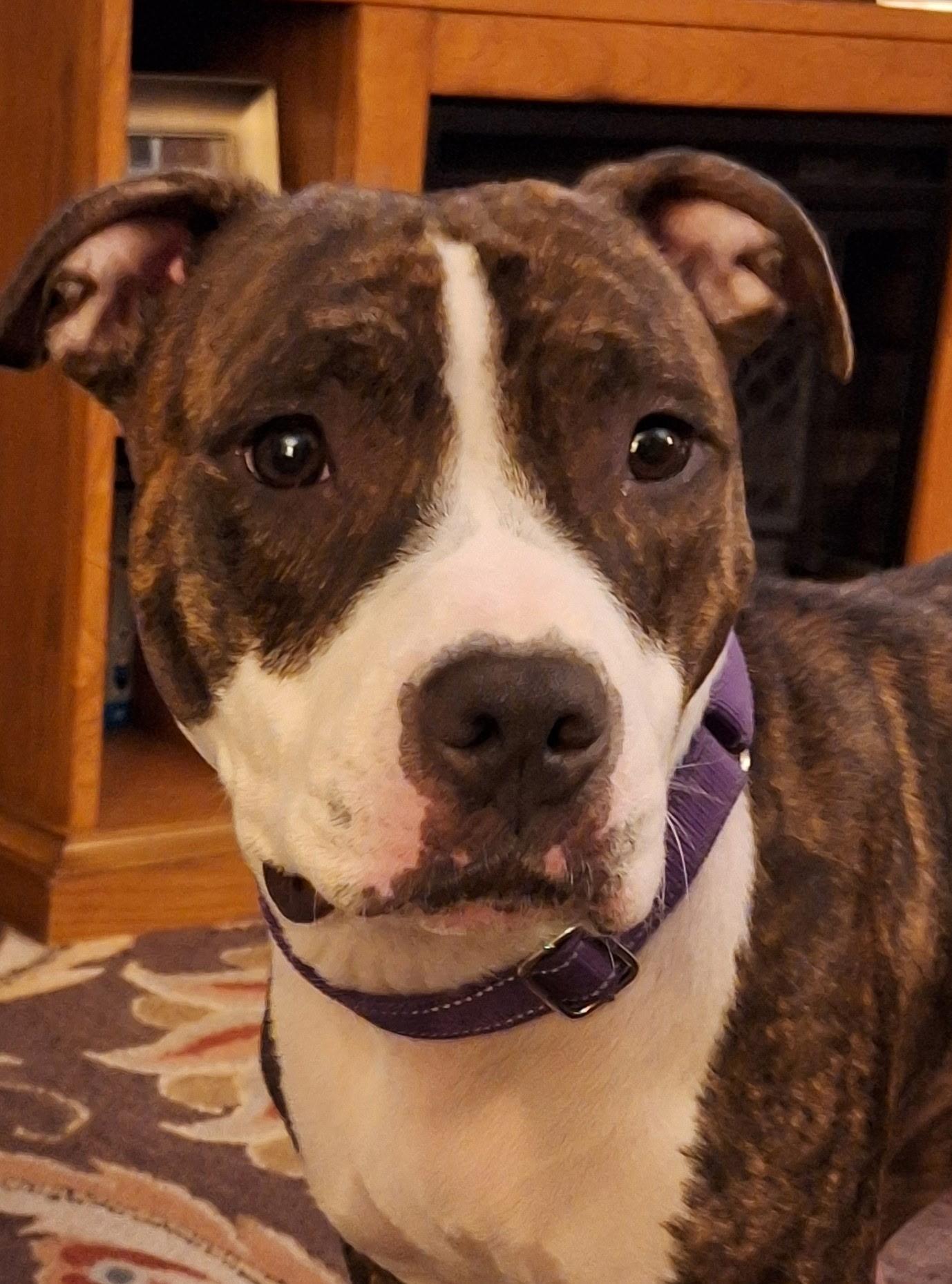 Rosie photo 4
