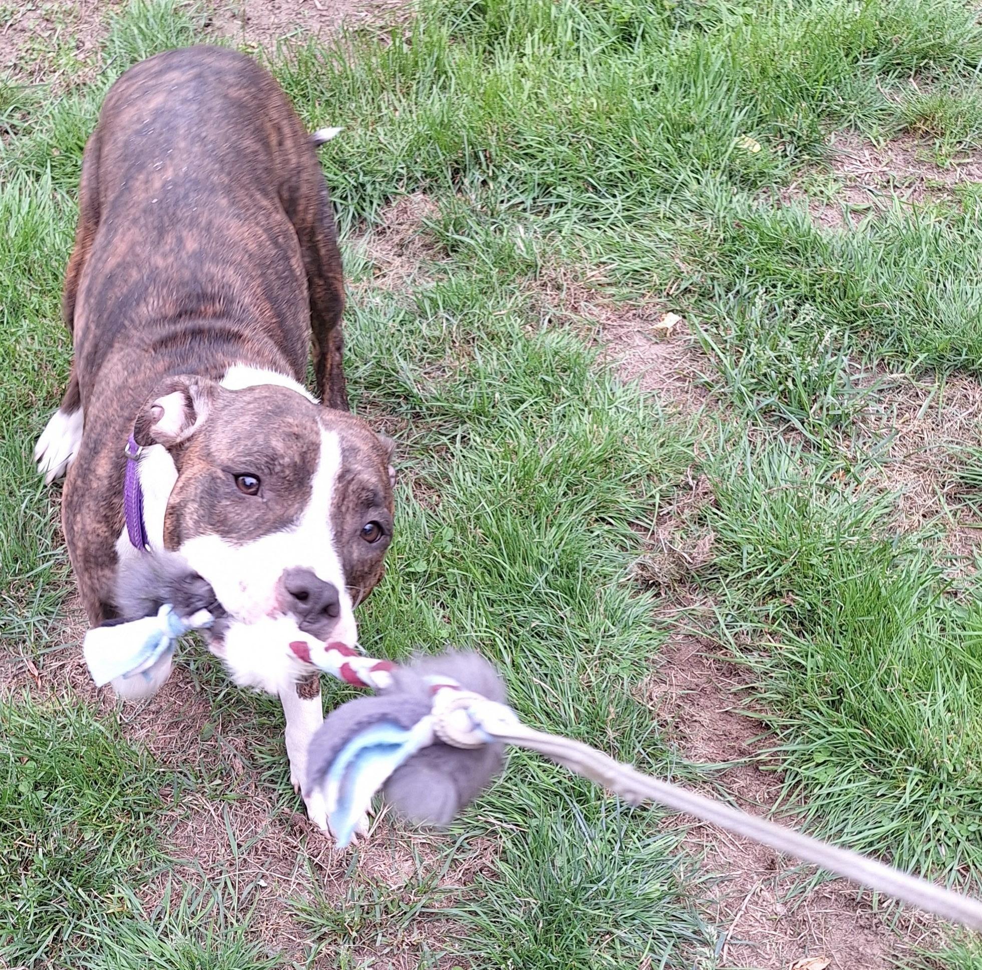 Rosie photo 6