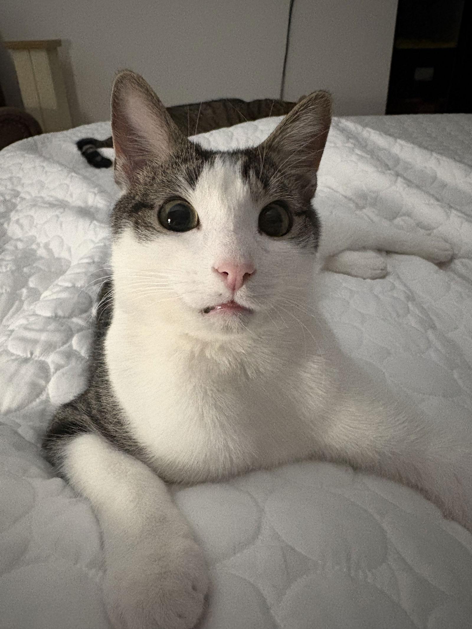 Fillmore, Adoptable, Young Male Tabby & Domestic Short Hair.