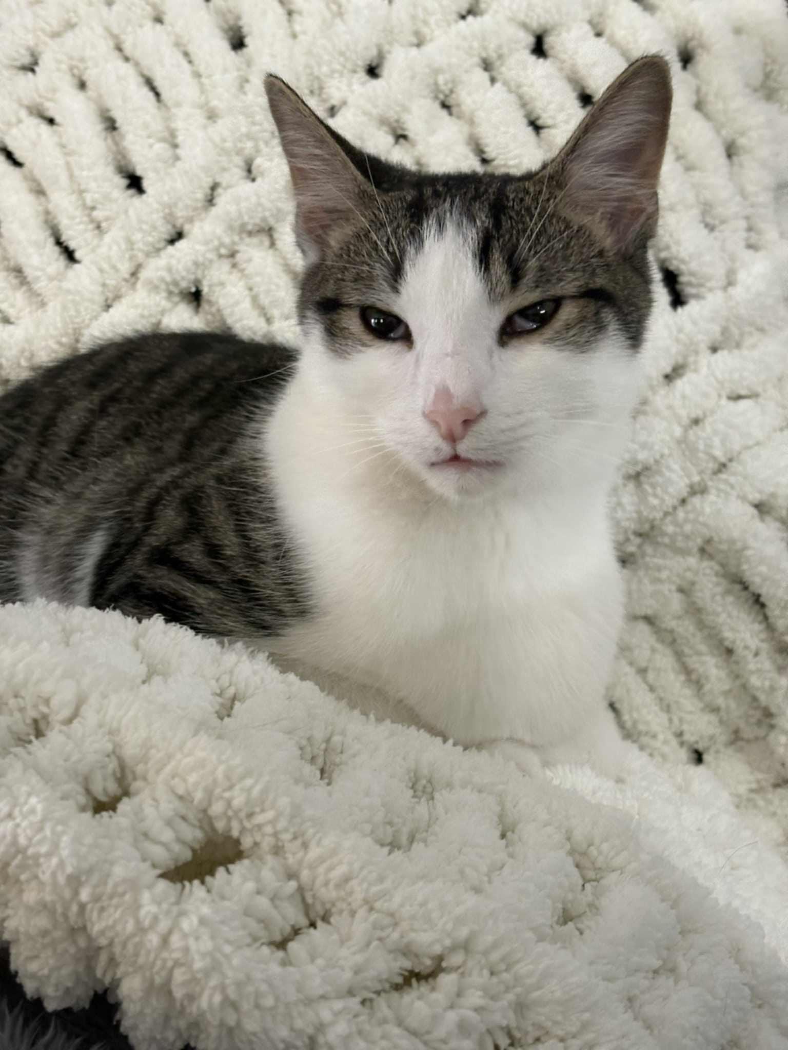 Enlarge Fillmore, a Adoptable mixed breed in Seaford, DE image 1/1