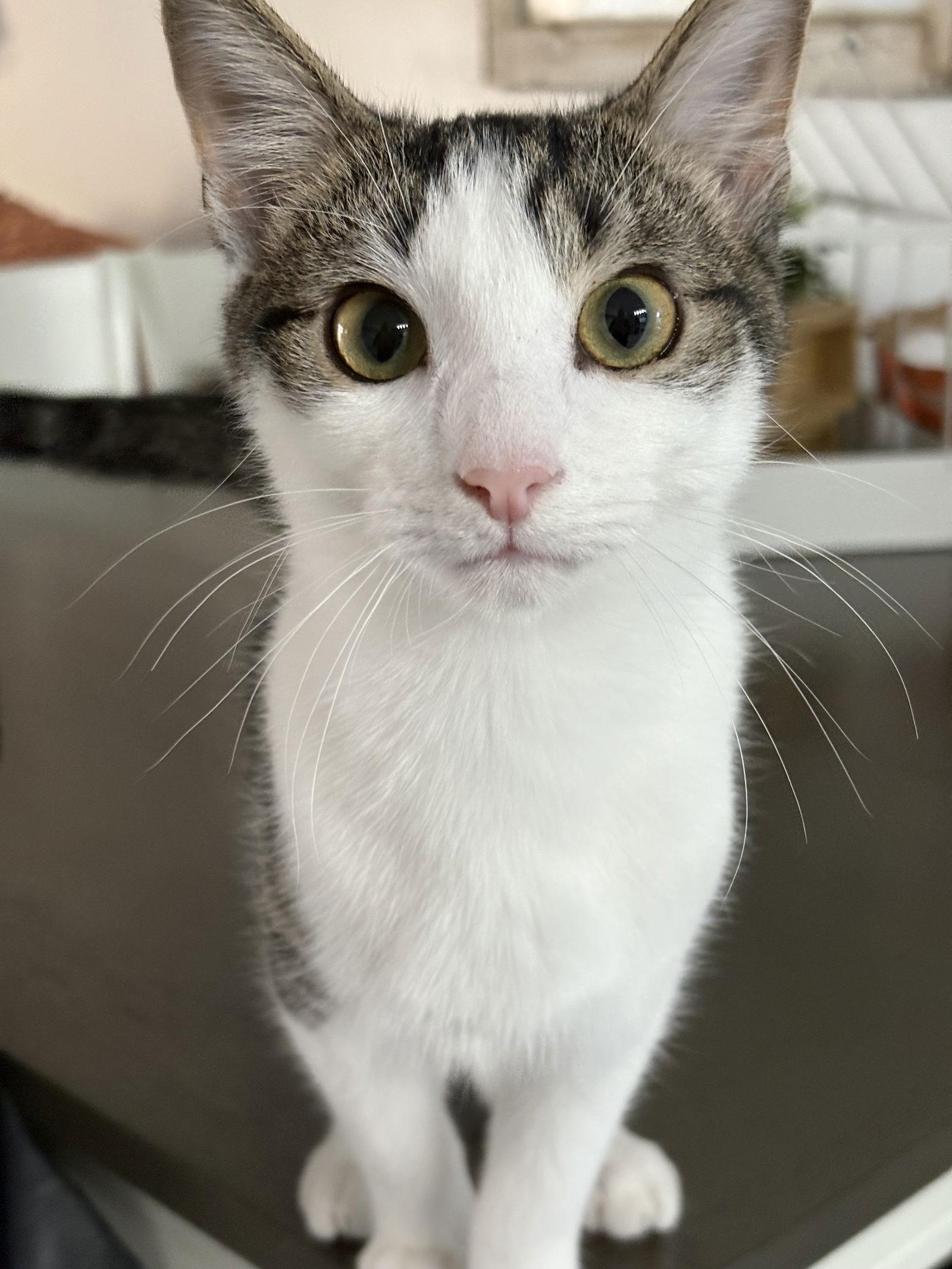 Enlarge Fillmore, a Adoptable mixed breed in Seaford, DE image 2/3