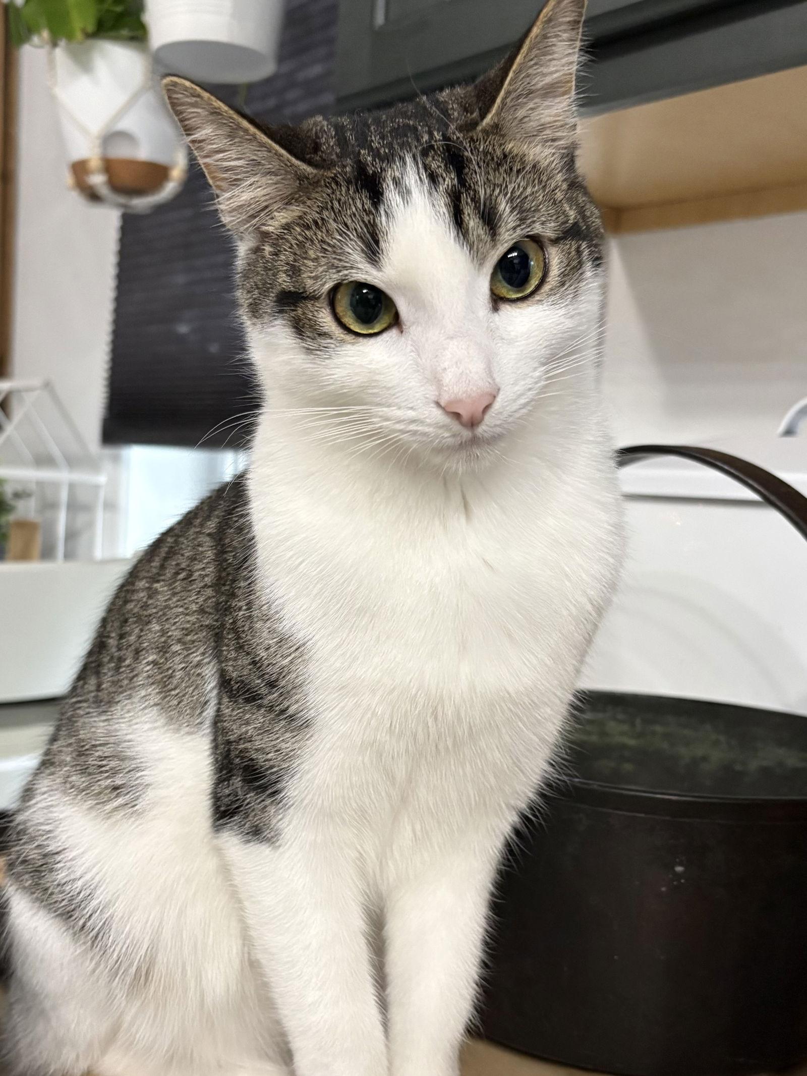 Enlarge Fillmore, a Adoptable mixed breed in Seaford, DE image 3/3