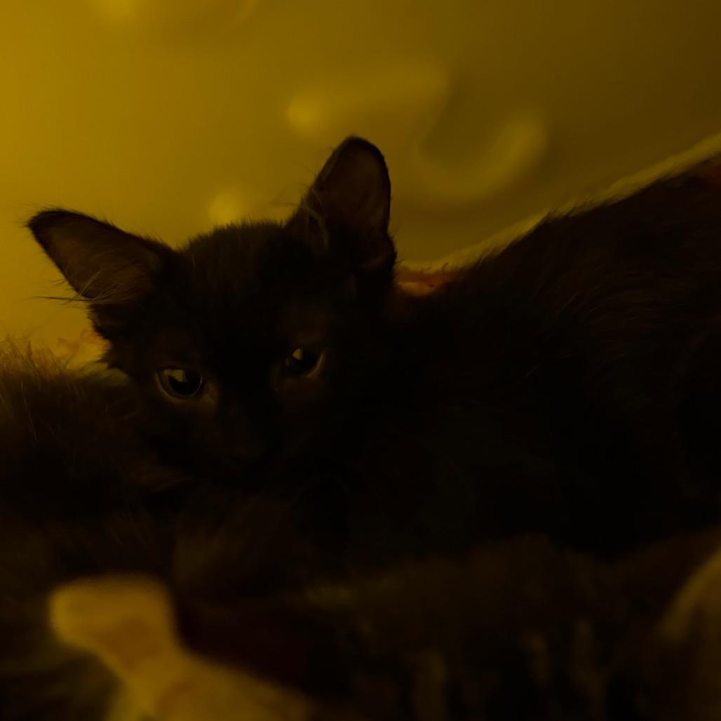 Sylvie, Adoptable, Kitten Female Domestic Long Hair.