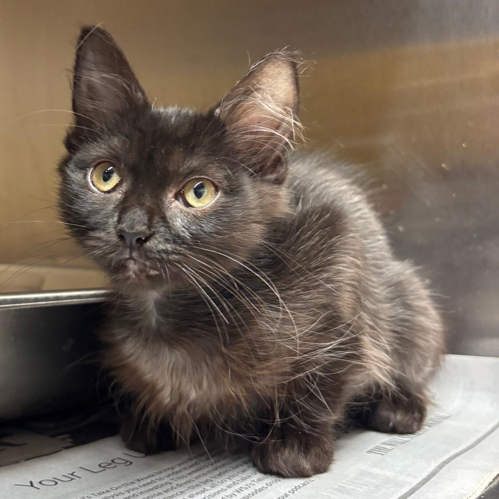 Sylvie, a Adoptable Domestic Long Hair in Waukesha, WI image 2/2