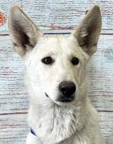 Charlie, a Adoptable German Shepherd Dog in Phoenix, AZ image 1/5