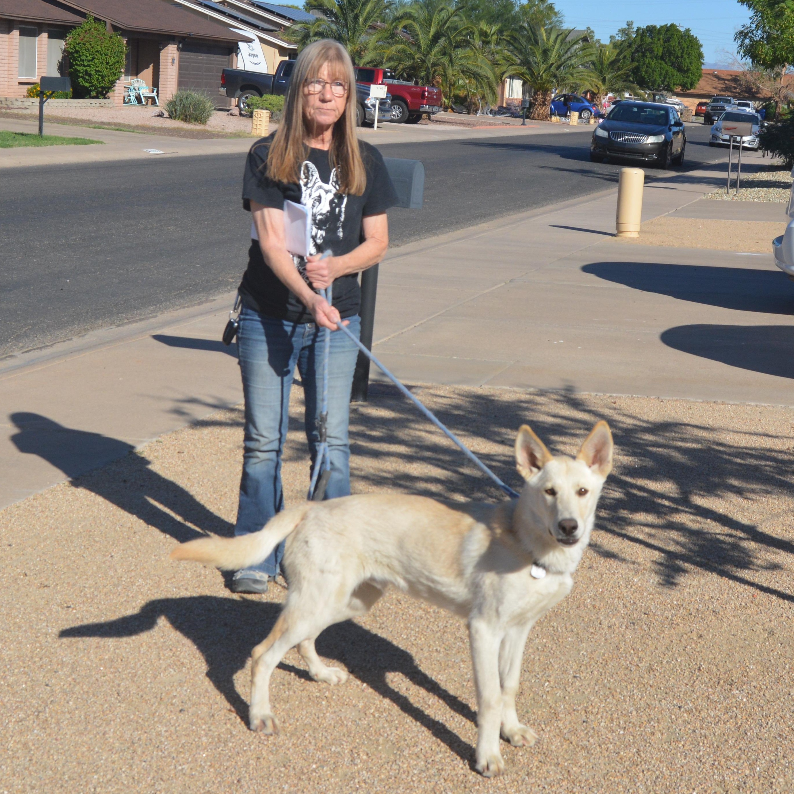 Charlie, a Adoptable German Shepherd Dog in Phoenix, AZ image 2/5