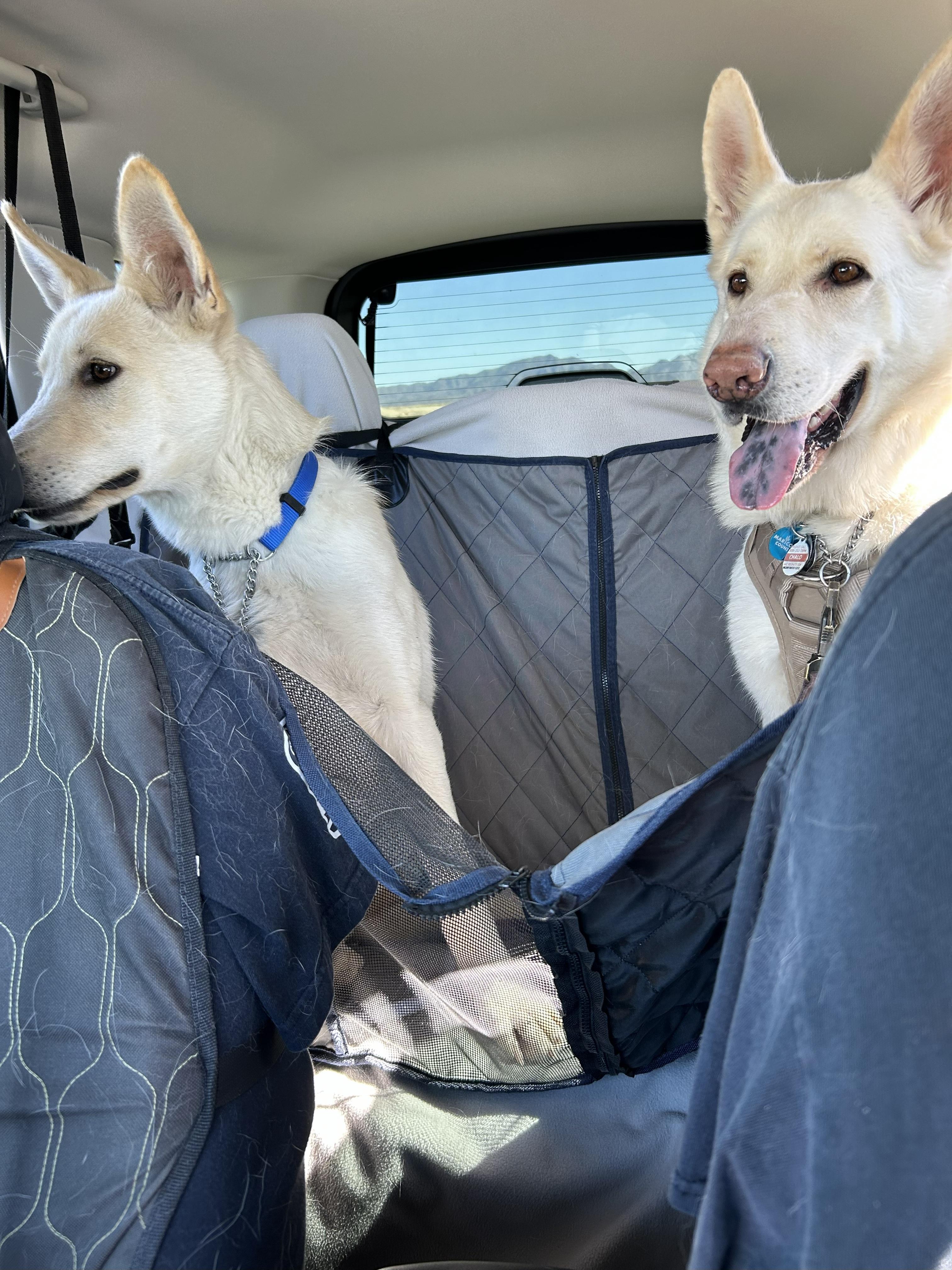 Charlie, a Adoptable German Shepherd Dog in Phoenix, AZ image 3/5