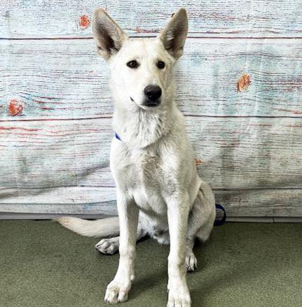 Charlie, a Adoptable German Shepherd Dog in Phoenix, AZ image 4/5