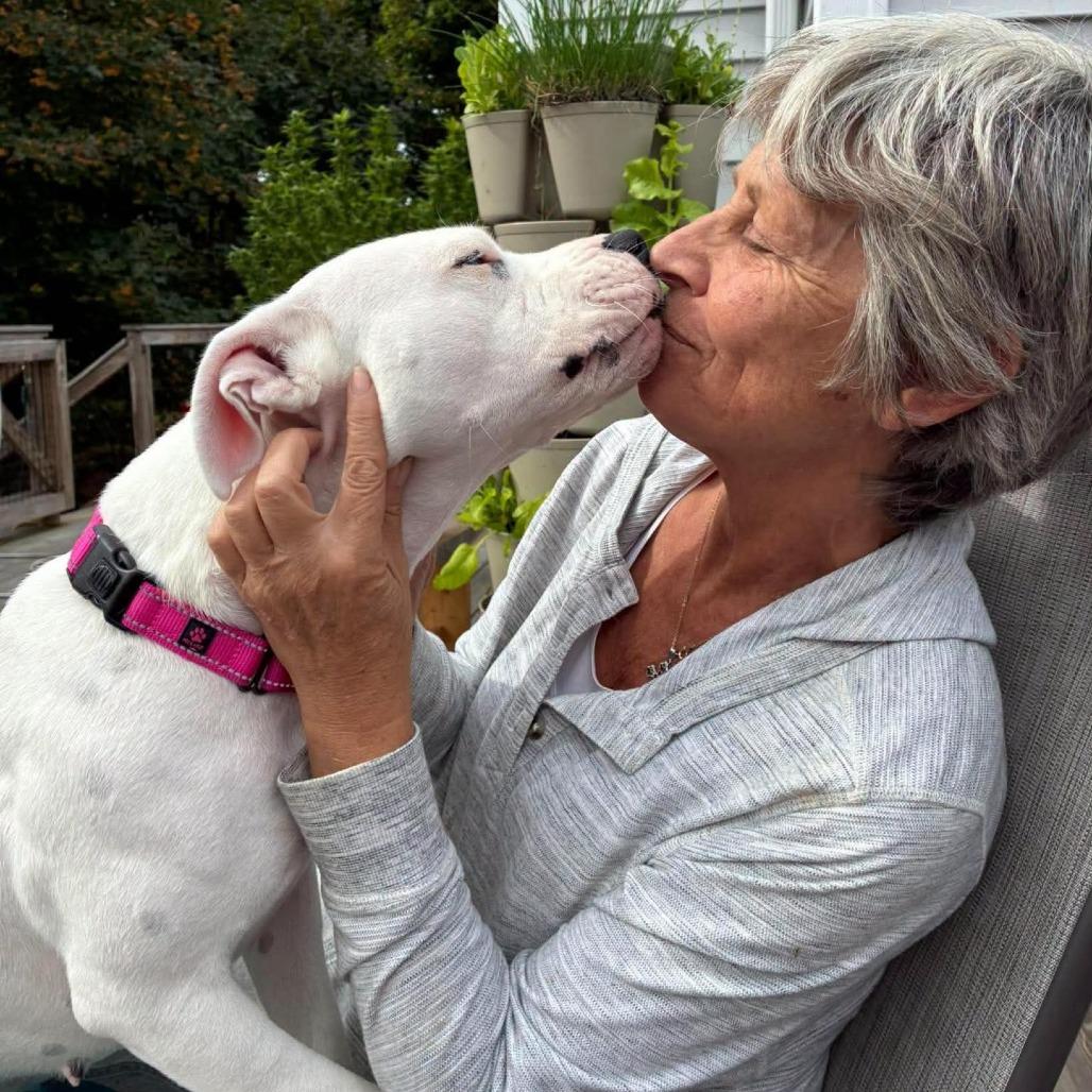 Enlarge Lulu, a Adoptable Mixed Breed in South Portland, ME image 1/5