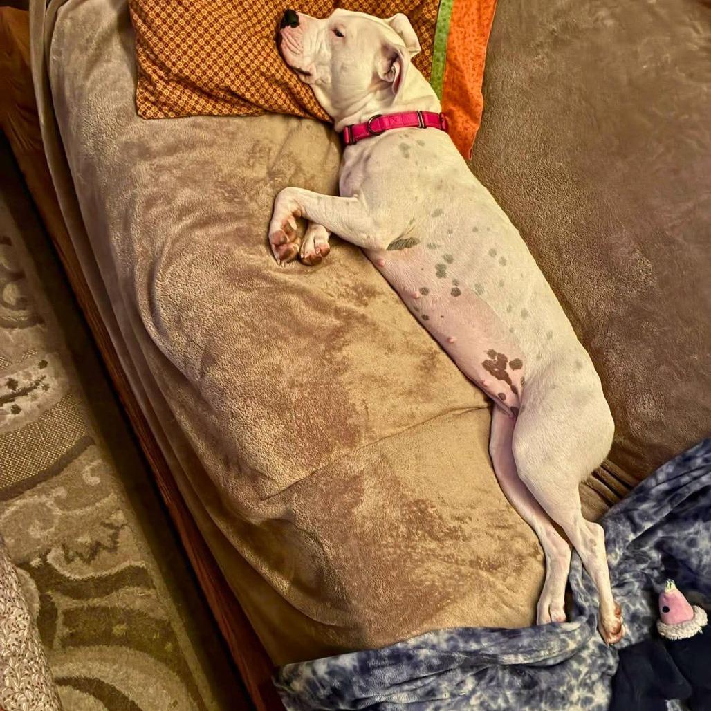 Enlarge Lulu, a Adoptable Mixed Breed in South Portland, ME image 2/5