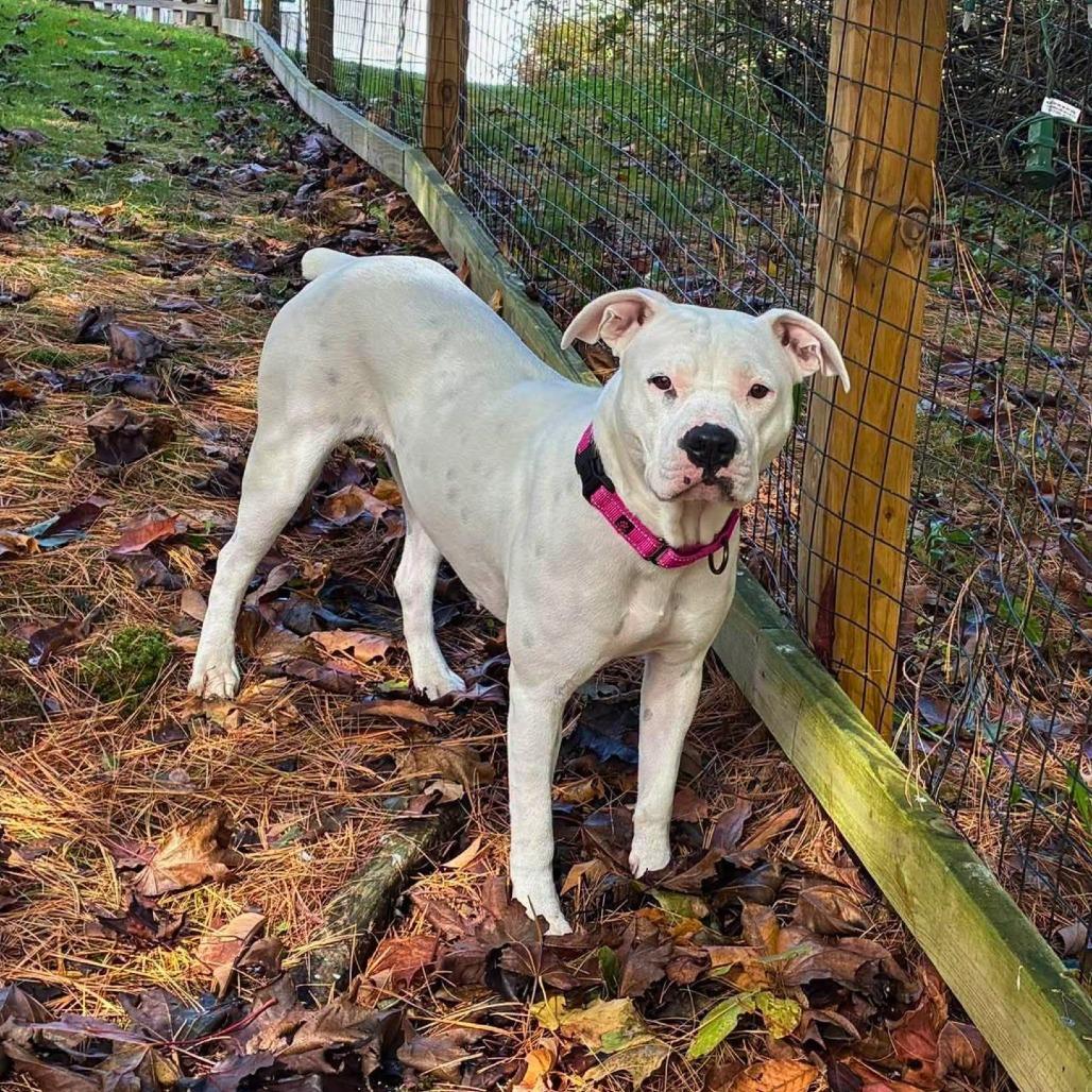 Enlarge Lulu, a Adoptable Mixed Breed in South Portland, ME image 3/5