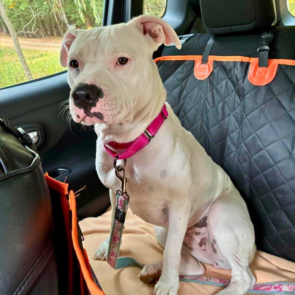 Enlarge Lulu, a Adoptable Mixed Breed in South Portland, ME image 5/5