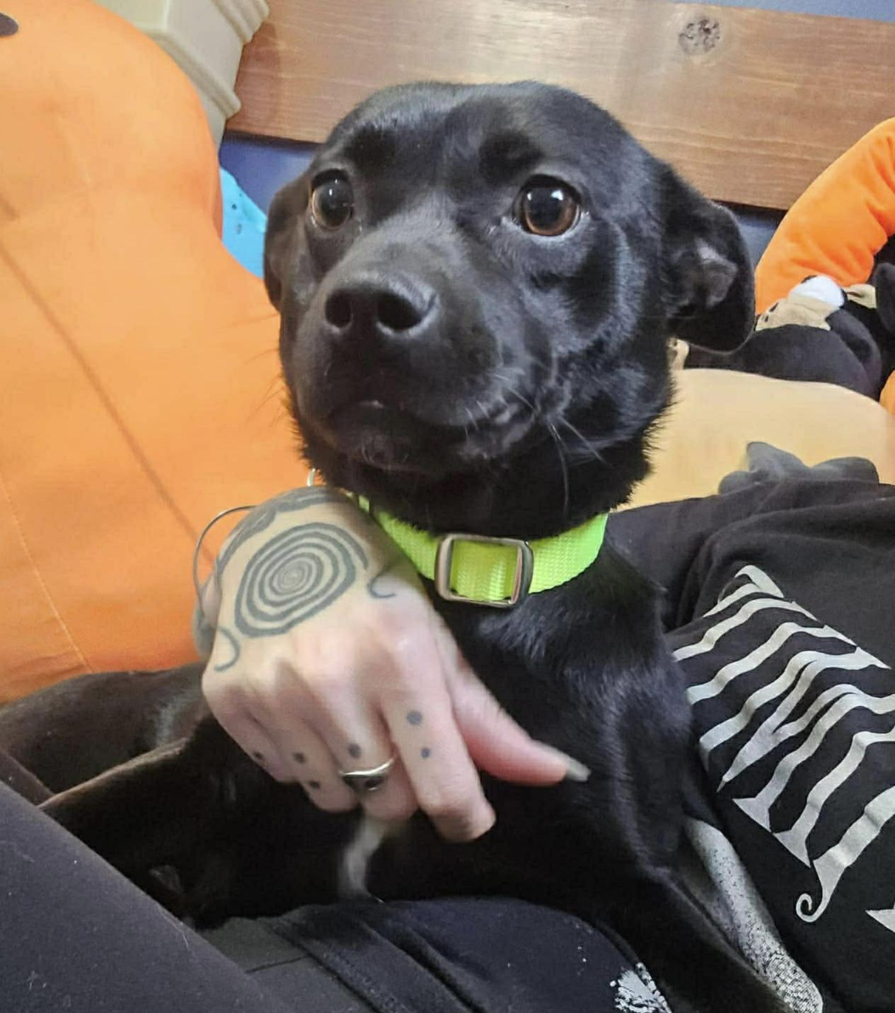 Sabrina, ADOPTABLE, Adult Female Chihuahua & Terrier.